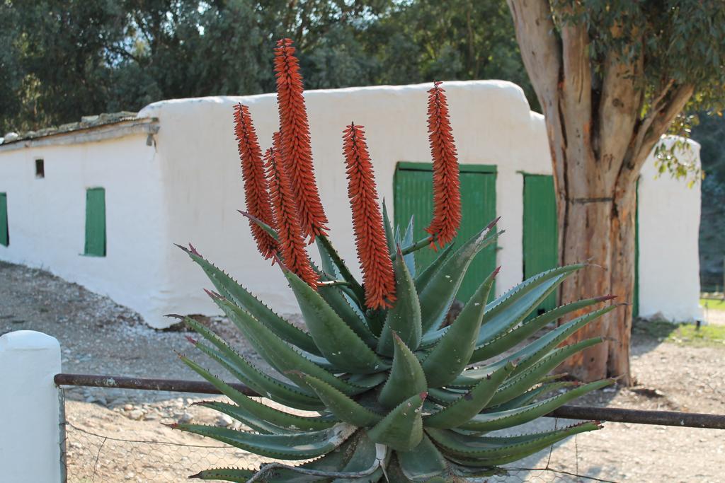 Matjiesvlei Guestfarm Vila Calitzdorp Exterior foto